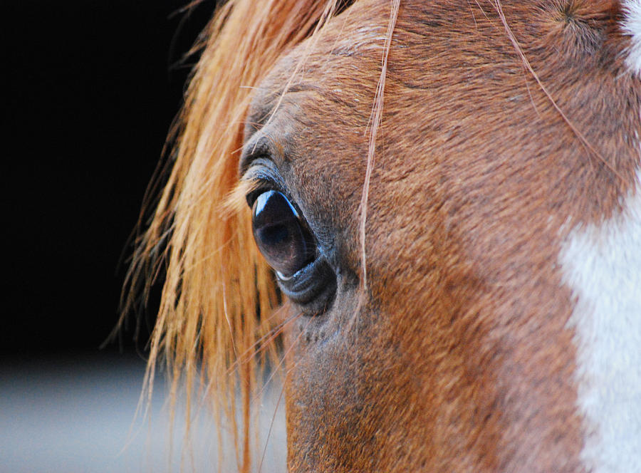 Horse Eye Photograph by Larah McElroy