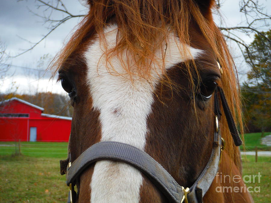 Horse Eyes And The Red Barn Photograph by Paddy Shaffer