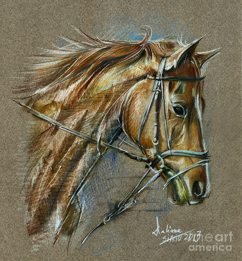 My Horse Face Drawing Drawing by Daliana Pacuraru
