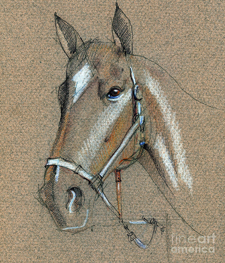 Horse Drawing - Horse face drawing by Daliana Pacuraru