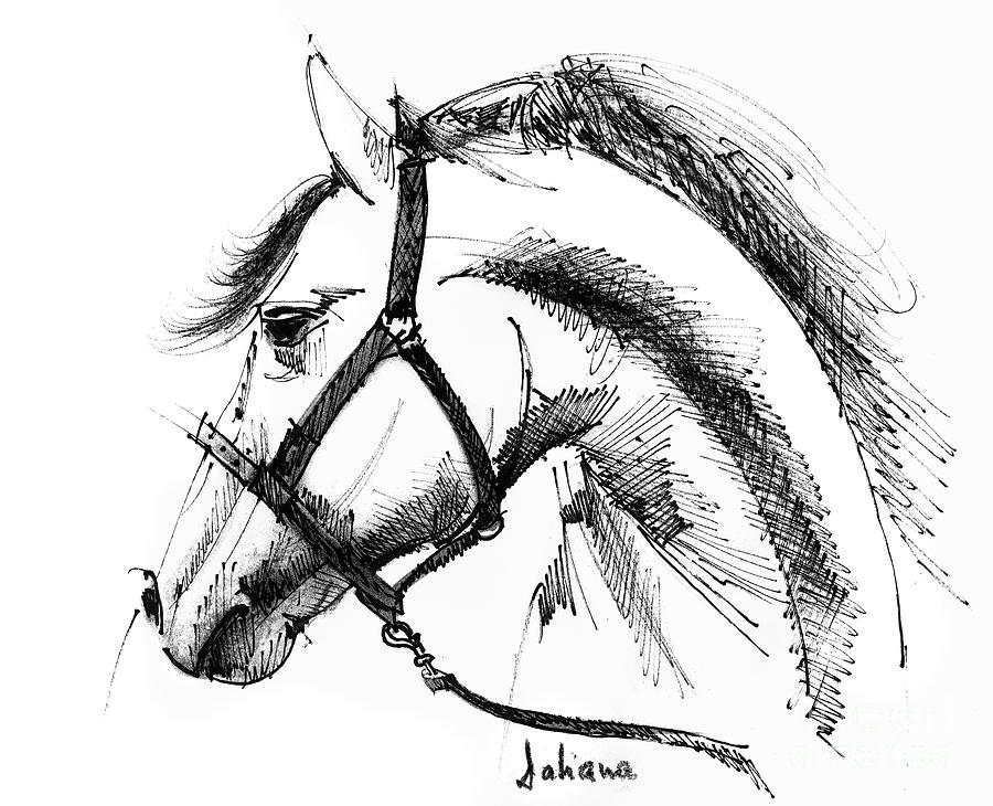 Horse Face Ink Sketch Drawing Drawing