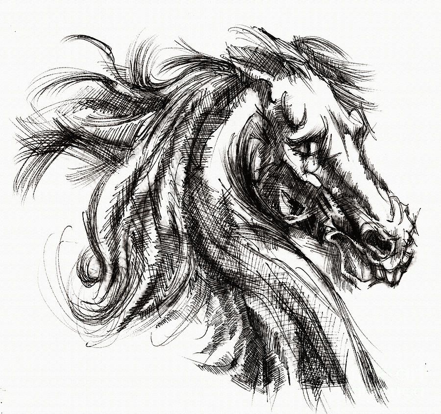 Horse Face Ink Sketch Drawing Inventing A Horse Drawing