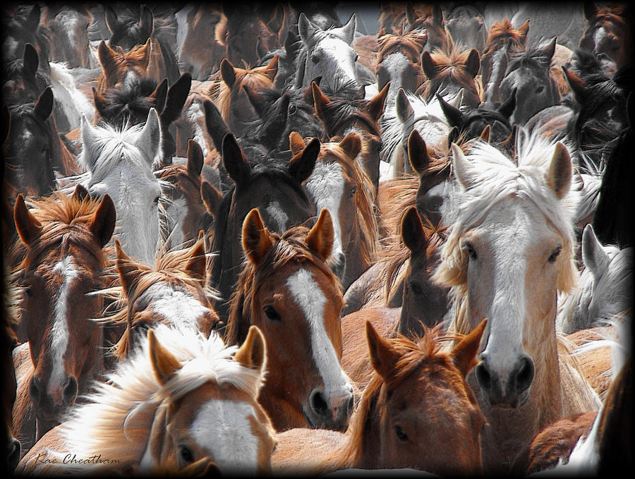Horse Faces Photograph by Kae Cheatham