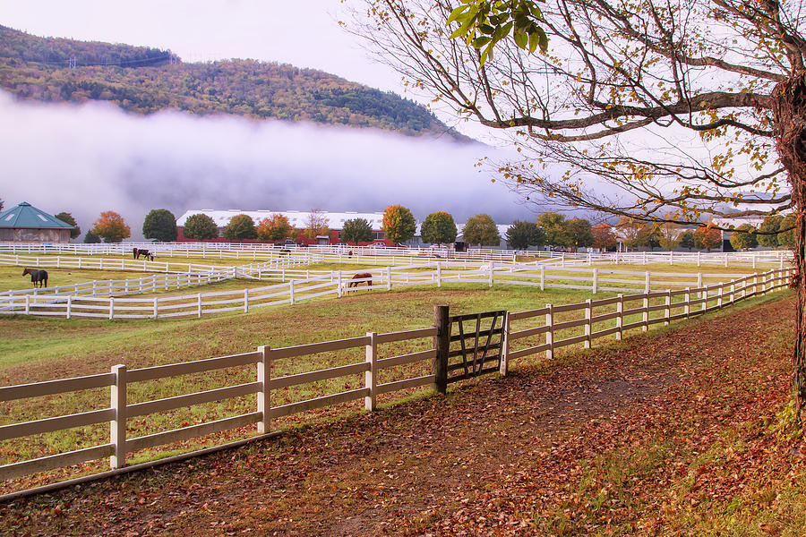 Horse Farm Autumn Photograph by Tom Singleton