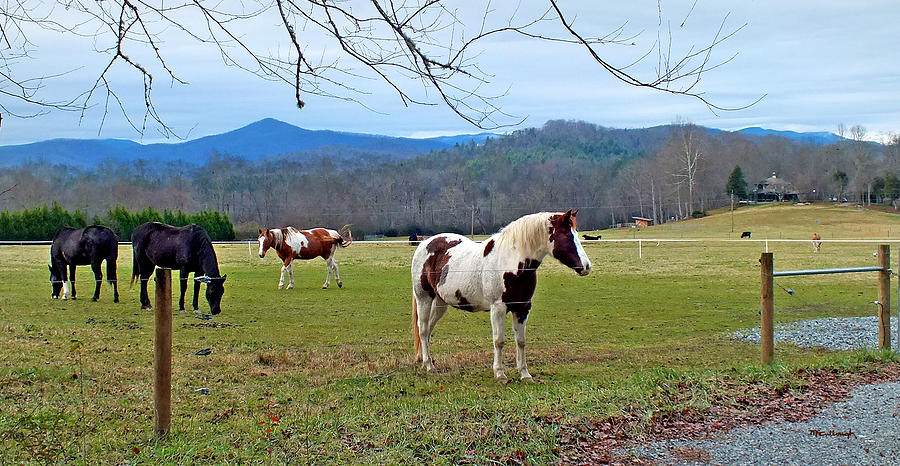 Horse Farm in Eastern Transylvania County Photograph by Duane McCullough