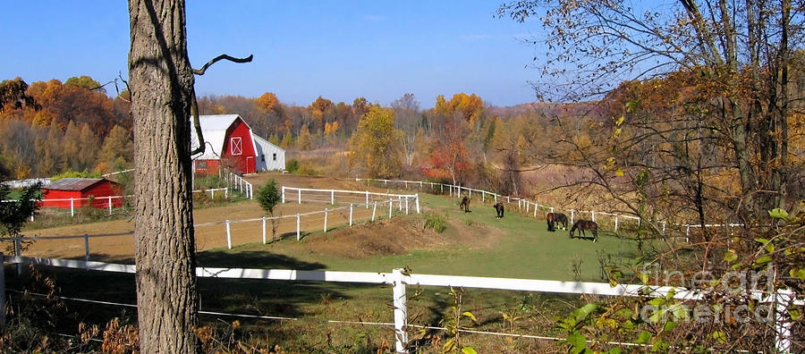 Horse Farm in Fall Photograph by Ann Horn