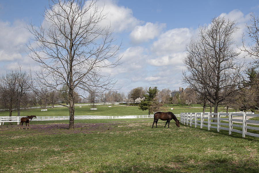 Horse Farm Photograph by Jack R Perry