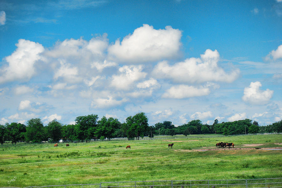 Horse Farm - Oklahoma Photograph by Paulette B Wright