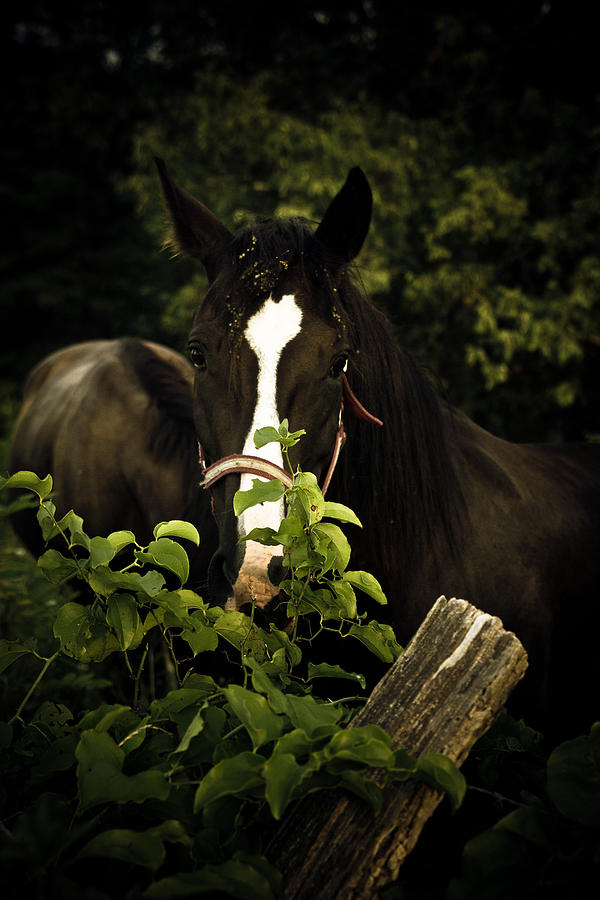 Horse Fence Photograph by Shane Holsclaw