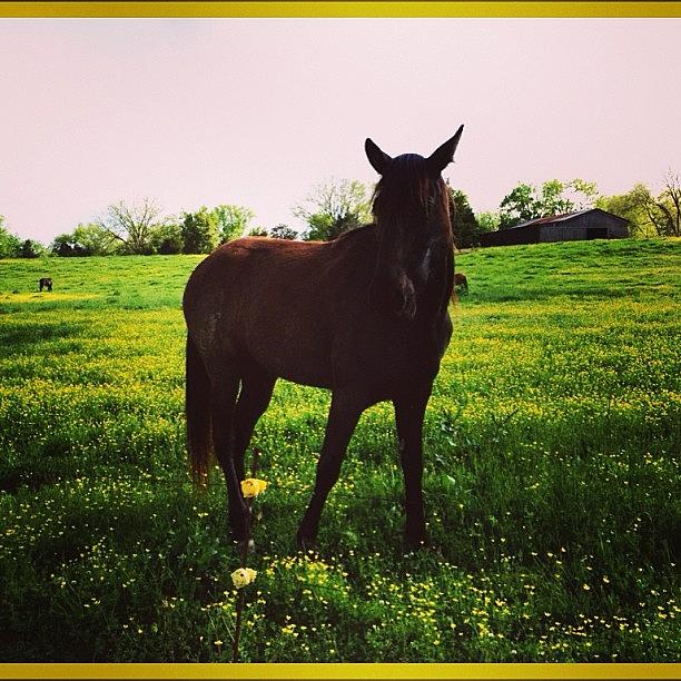 Horse Photograph - #horse #field #barn #sunny #niceday by S Smithee
