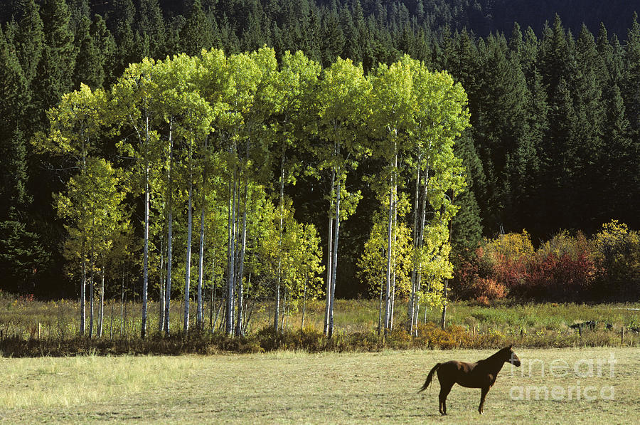 Horse Field Photograph by Jim Corwin