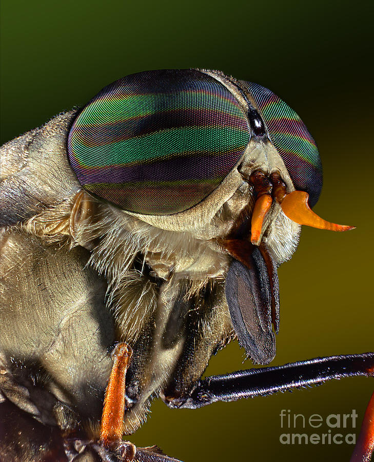 Horse Fly Photograph by Darwin Dale