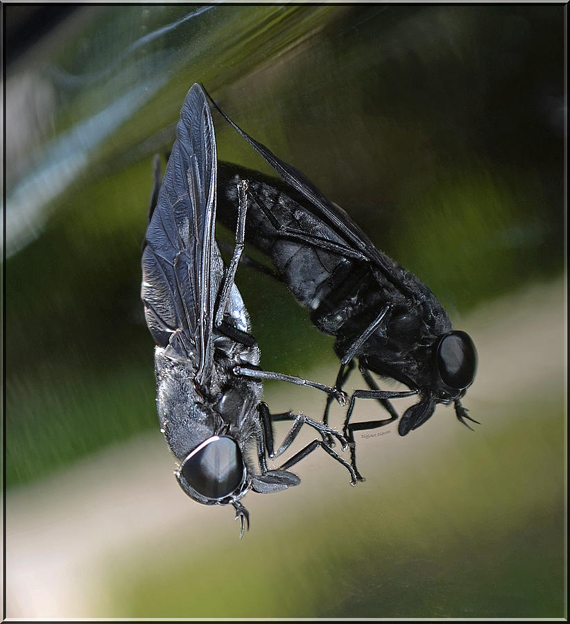 Horse Fly Photograph by DigiArt Diaries by Vicky B Fuller