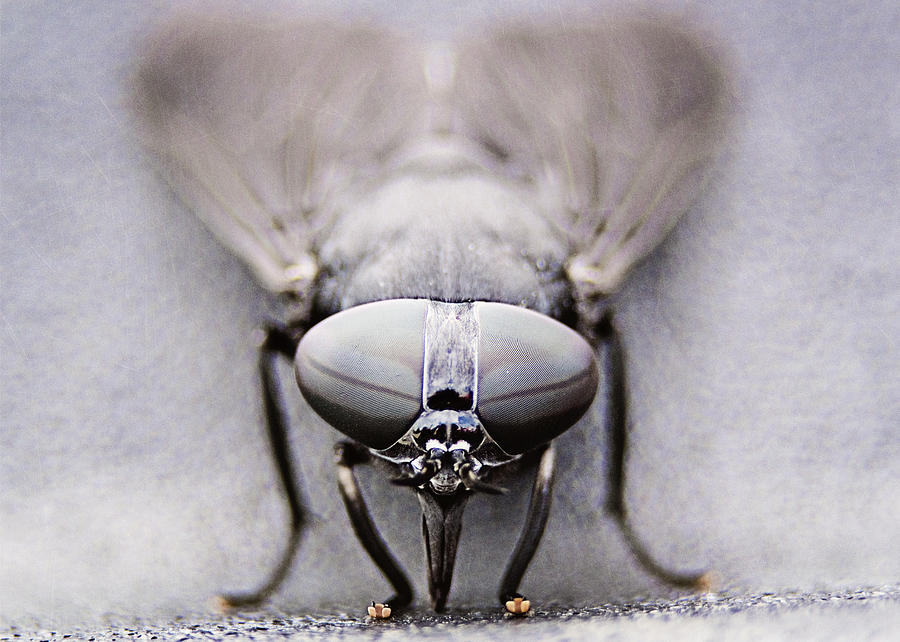 Nature Photograph - Horse Fly by Jessie Gould