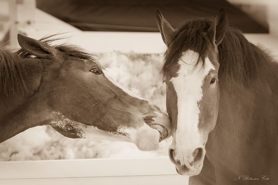 Horse Friends Photograph by Natalie Rotman Cote