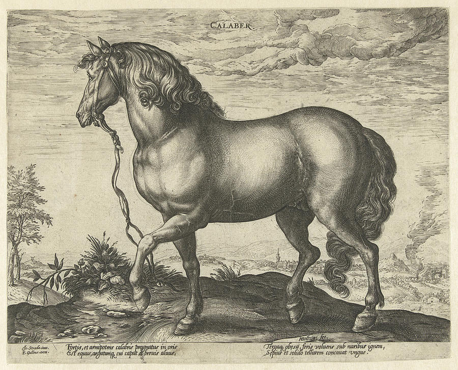 Horse Drawing - Horse From Calabria, Hendrick Goltzius, Philips Galle by Hendrick Goltzius And Philips Galle