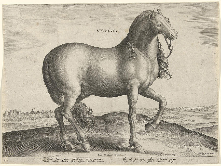Horse Drawing - Horse From Sicily Siculus, Hieronymus Wierix by Hieronymus Wierix And Philips Galle