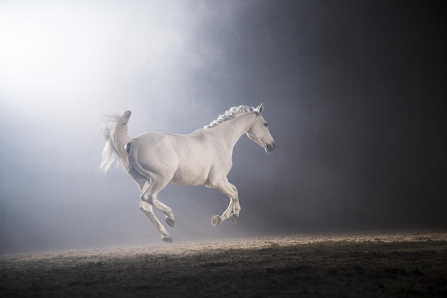 Horse galloping Photograph by Simonkr