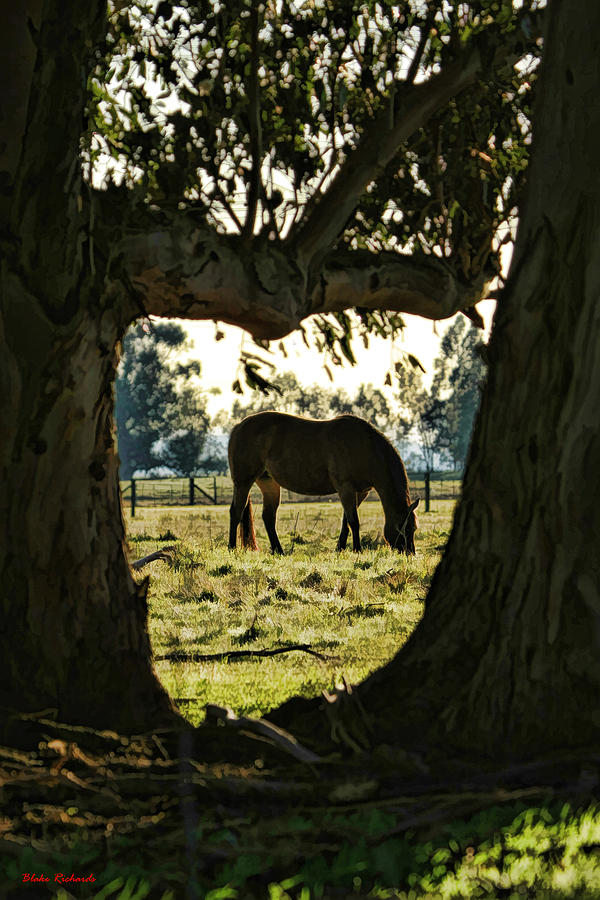 Horse Grazing Photograph by Blake Richards
