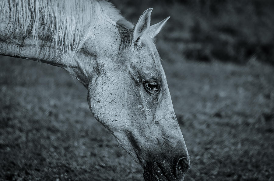 Houston Photograph - Horse Grazing BW by David Morefield