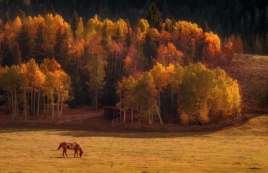 Horse Grazing During Sunset Photograph by Matt Anderson Photography