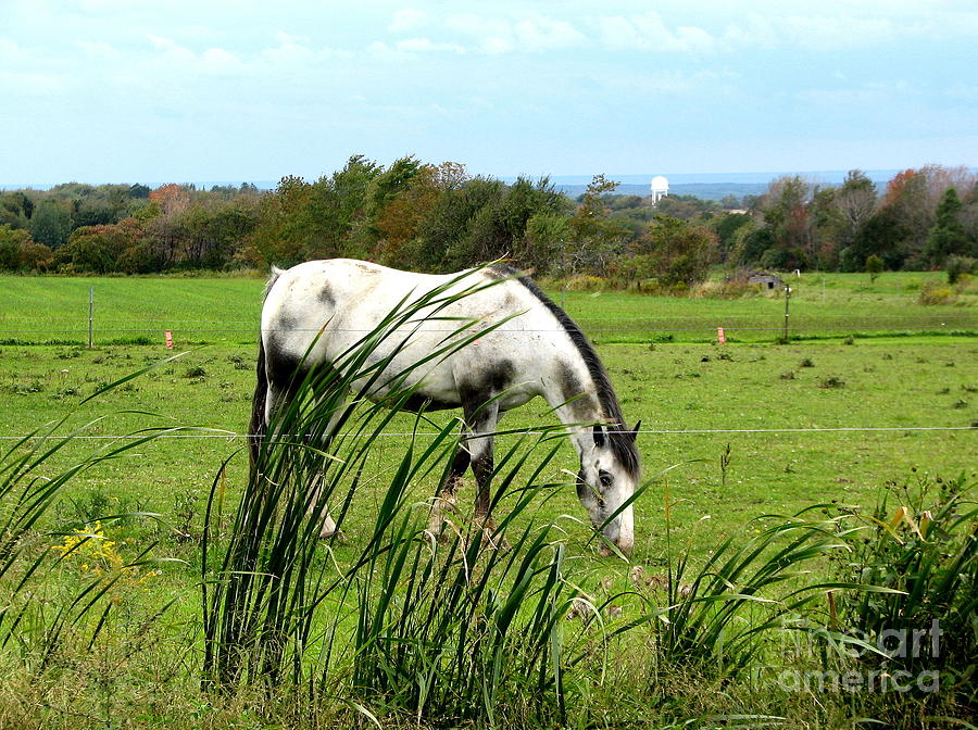 Horse Grazing In Field Photograph