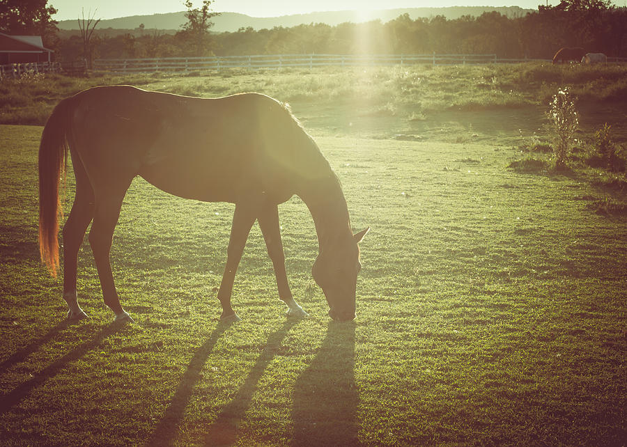 Horse Grazing in Late Afternoon Sun Photograph by Eleanor Abramson