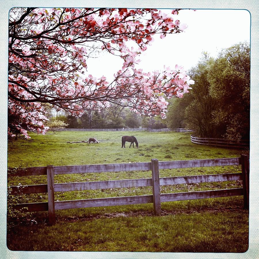Horse Grazing In Pasture Photograph by Monica Fecke