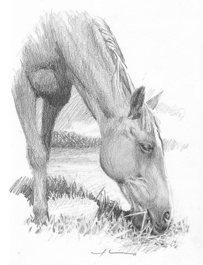 horse grazing drawing