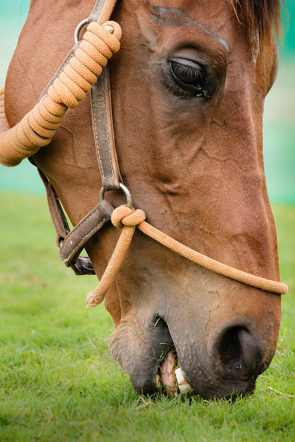 Horse grazing Photograph by SAURAVphoto Online Store