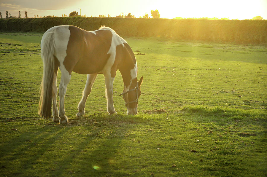 Horse Grazing Photograph by Starry Sky Photography