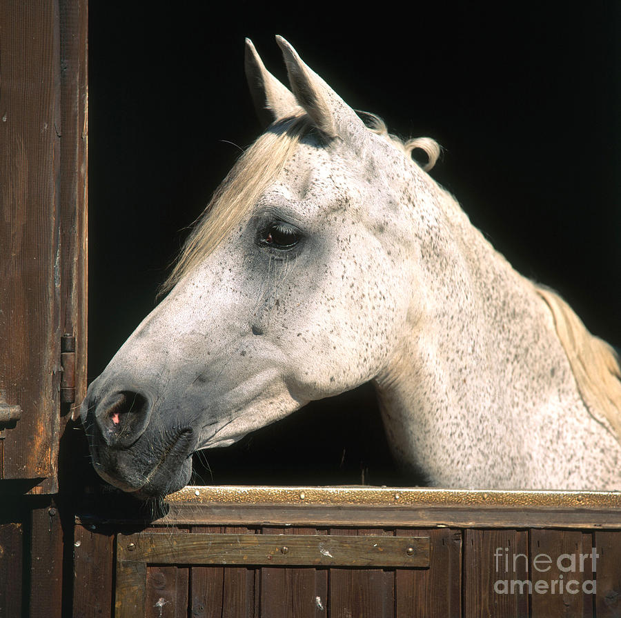 Animal Photograph - Horse by Hans Reinhard