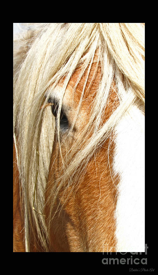 Horse head Iphone case Photograph by Debbie Portwood