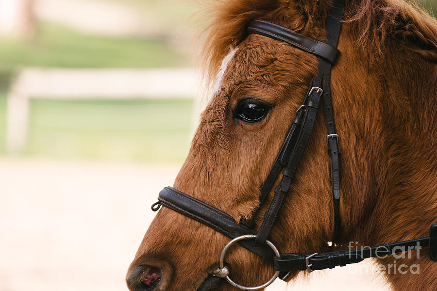 Horse Head Up Close Photograph by Gillian Vann - Fine Art America