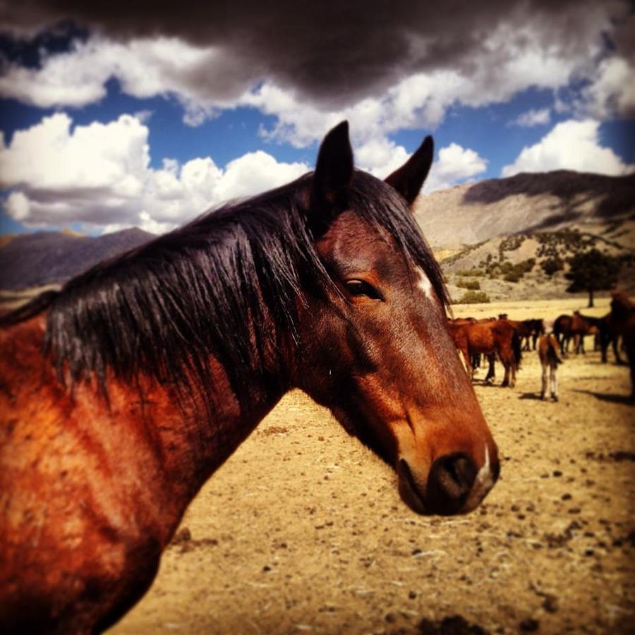 Horse Head Photograph by Wynema Ranch