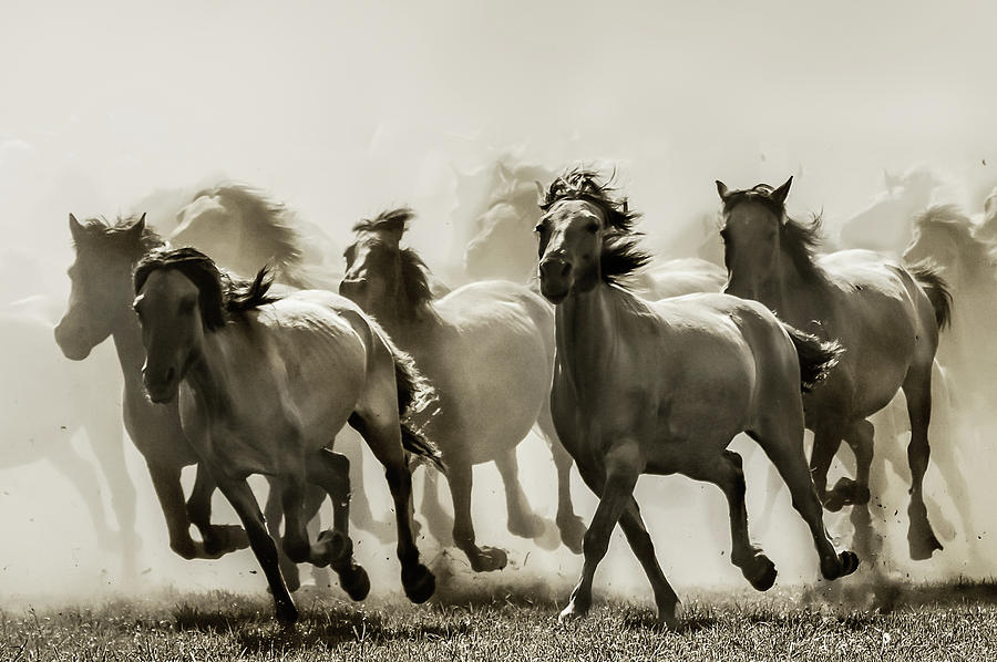 Horse Photograph - Horse by Heidi Bartsch