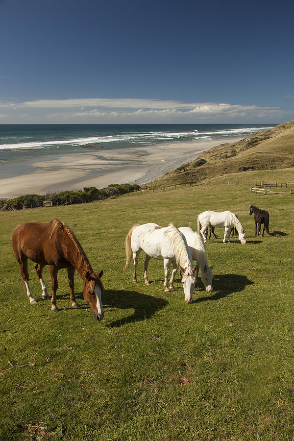 Horse Herd Grazing Golden Bay New Photograph by Colin Monteath