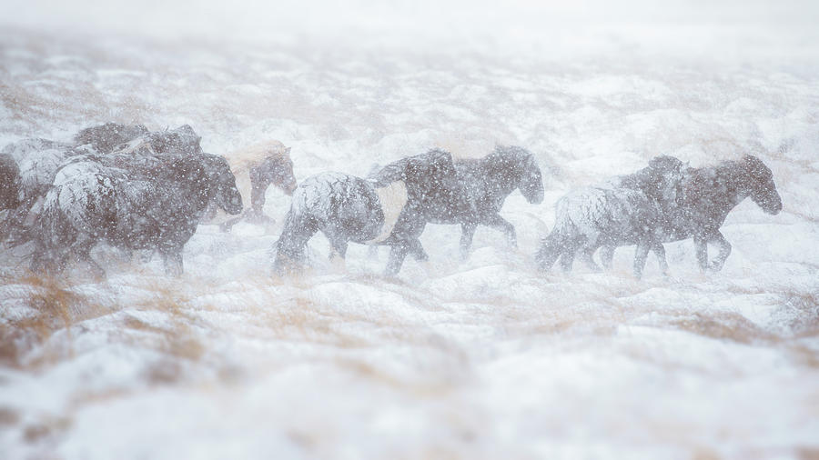 Horse Herd Running Through Snow Storm Photograph by Coolbiere Photograph
