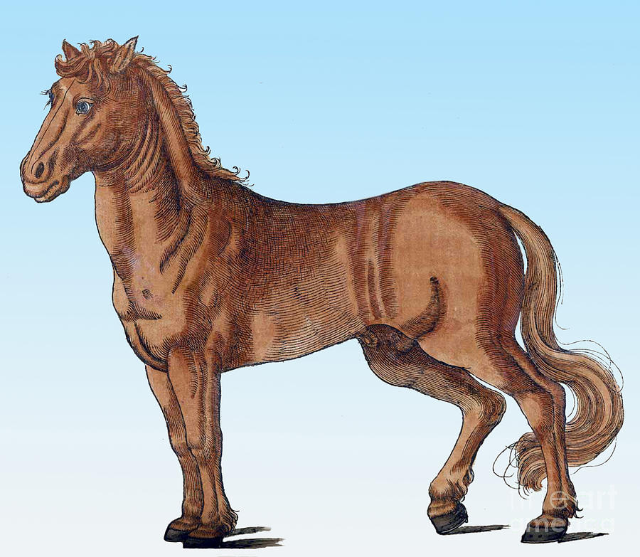 Horse Historiae Animalium  Photograph by Science Source