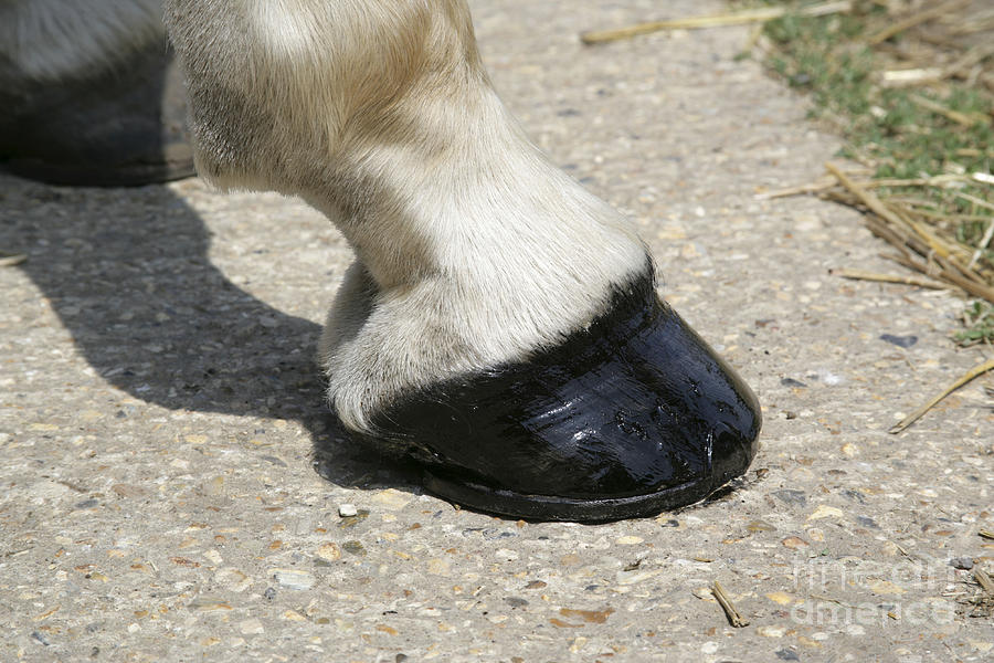 Horse, Hoof And Pastern Photograph by John Daniels