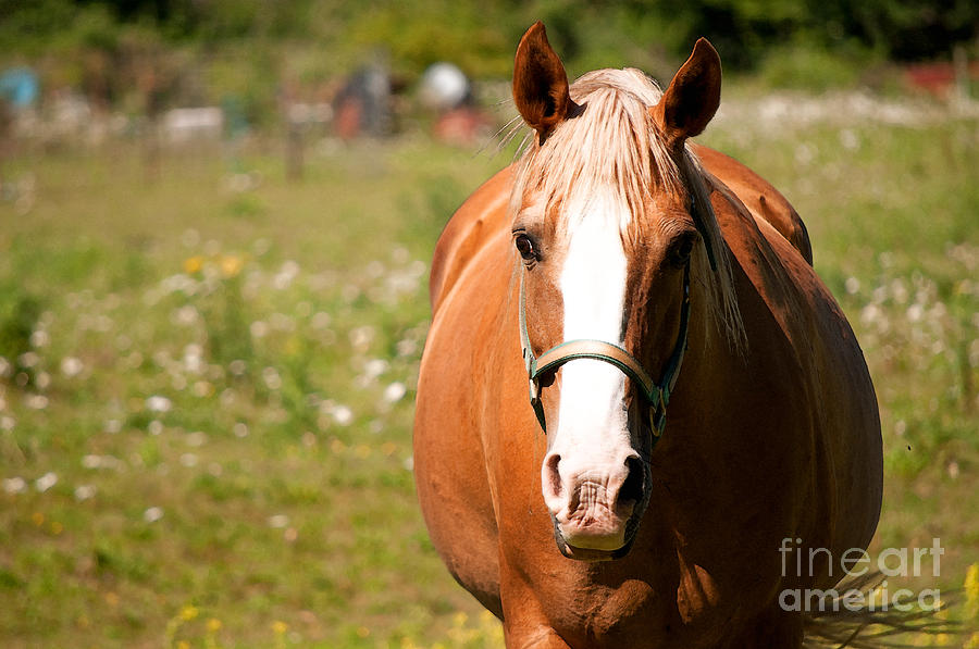 Horse Howdy Photograph by Gwyn Newcombe