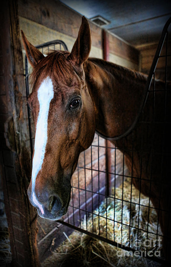 Horse in a Box Stall - Horse Stable Photograph by Lee Dos Santos