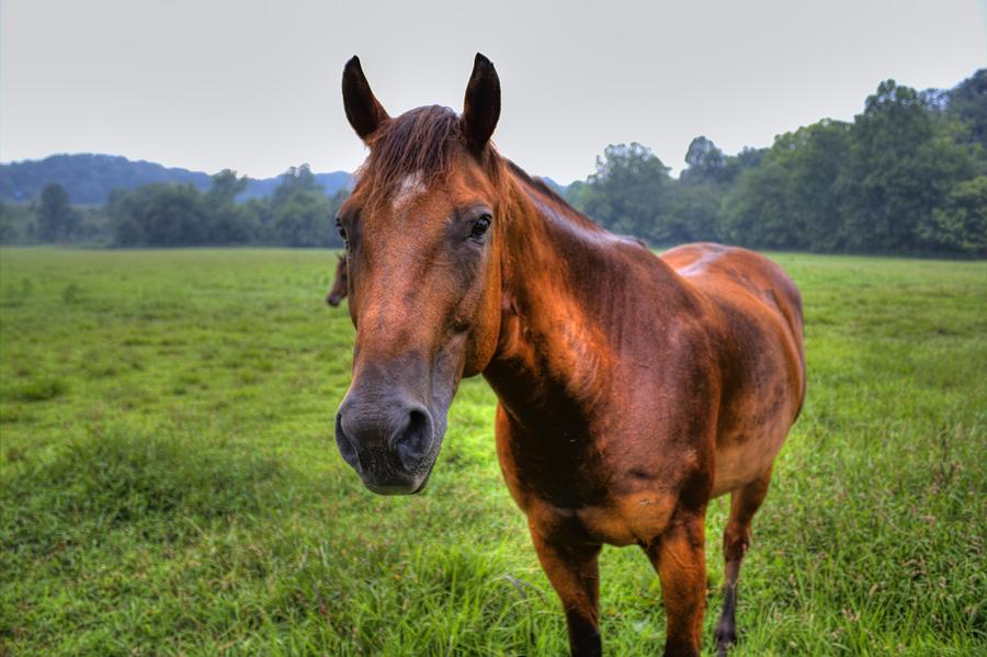 Horse in a Field Photograph by Jonny D