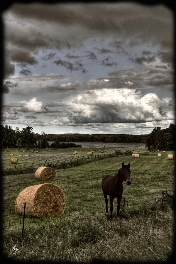 Horse in a Hayfield in Ontario Photograph by Wayne King