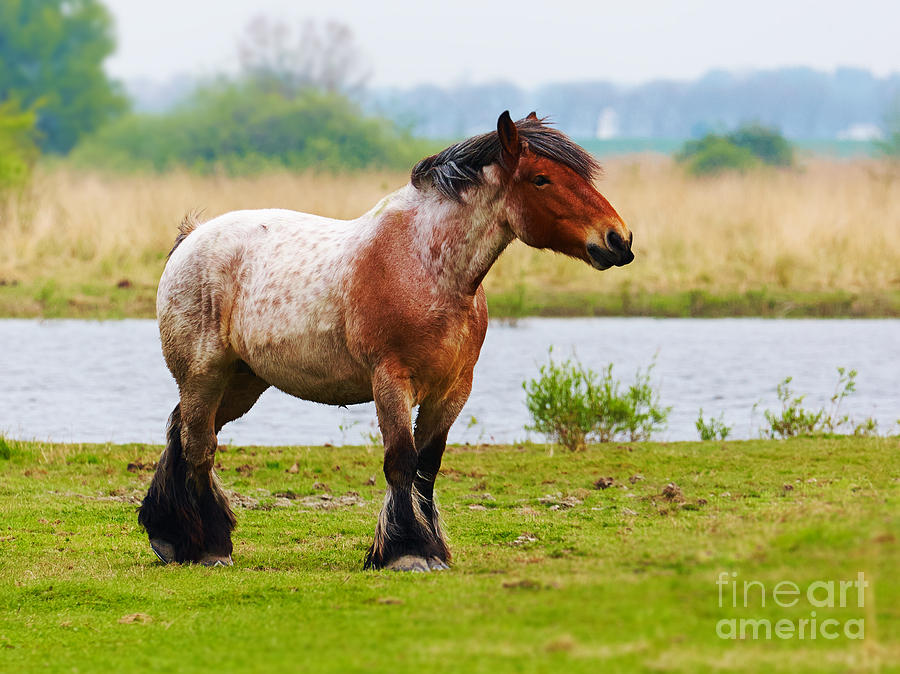Horse in a meadow Photograph by Nick  Biemans