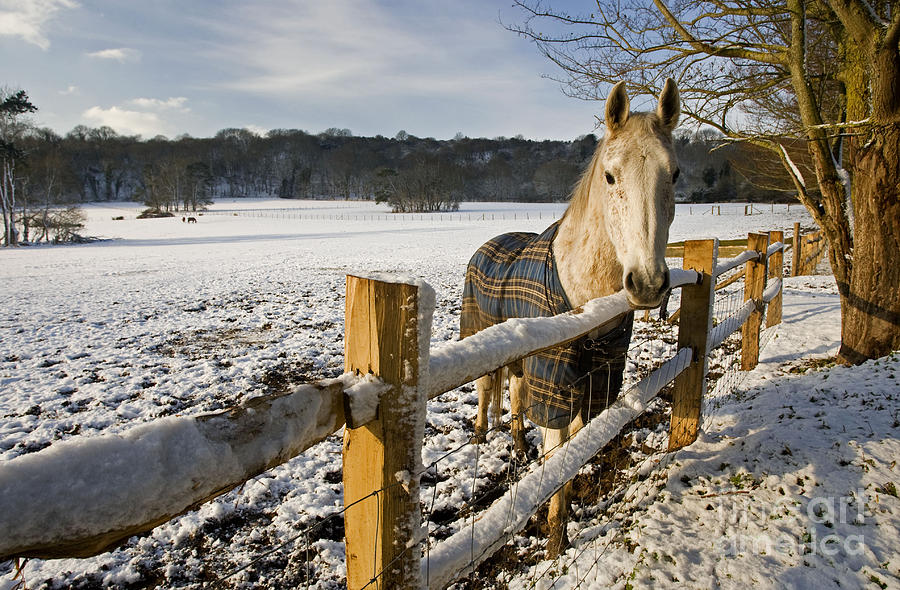 Horse In A Snowy Field Photograph by Karl Terblanche