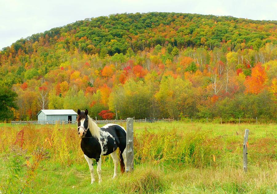 Horse in Autumn Field Photograph by Elaine Franklin