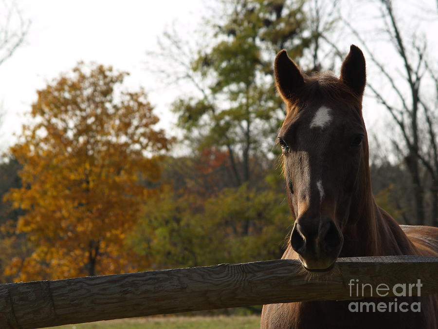Horse in Autumn Light Photograph by Anna Lisa Yoder