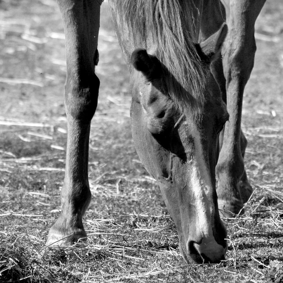 Horse in Black and White Photograph by Art Block Collections
