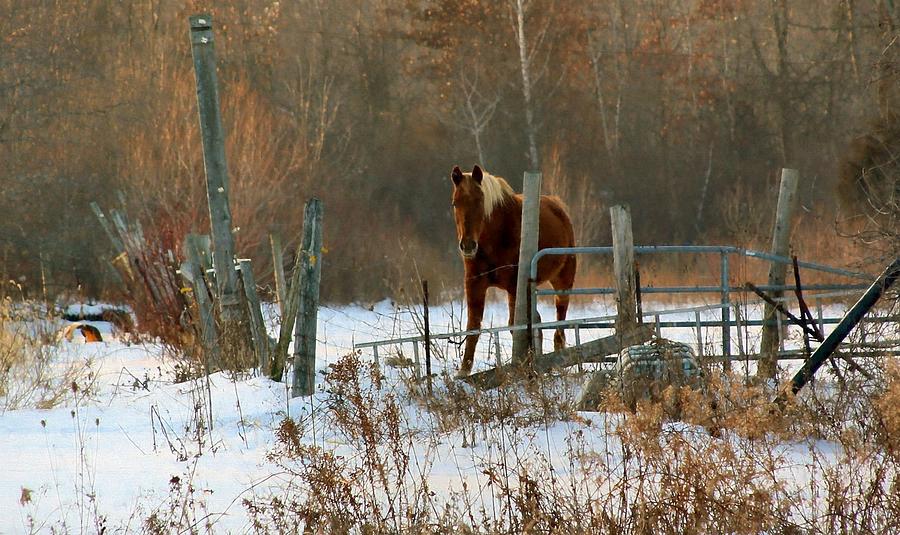 Horse in country Photograph by Pat Cook